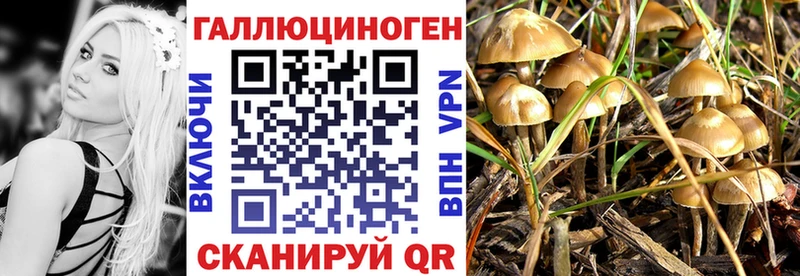 omg tor  наркотики  Кудрово  Галлюциногенные грибы Cubensis 